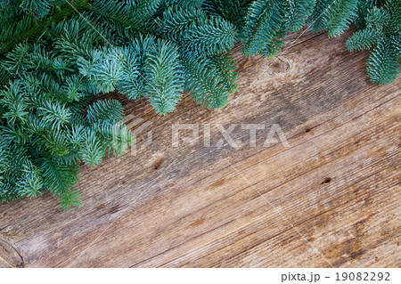 christmas fresh evergreen tree branches 19082292