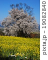 春　飯山市菜の花公園の桜と菜の花 19082840