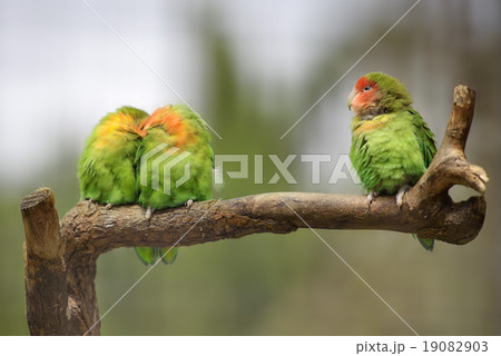 Three lovebirds on a branch 19082903