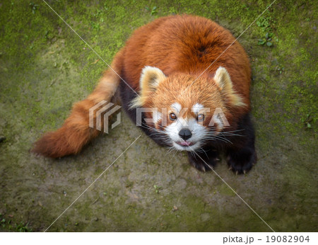 Red panda looking up 19082904