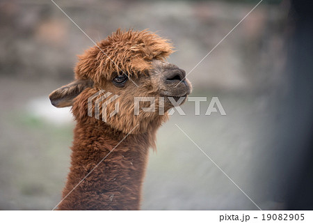 Baby llama portrait, 19082905