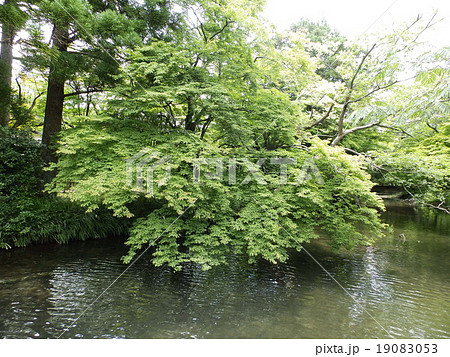 金鱗湖３ 19083053