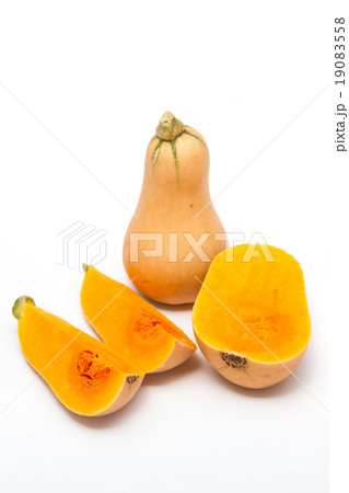 Butternut 19083558