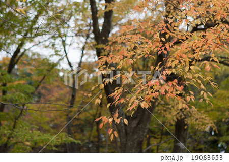 秋の古墳公園 19083653