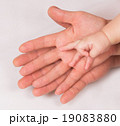 Mom and Dad and baby's hands 19083880