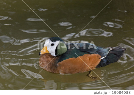 African Pygmy Goose, Nettapus auritus close up 19084088