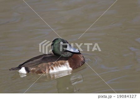 Male Baer's Pochard, Aythya baeri on the water 19084327