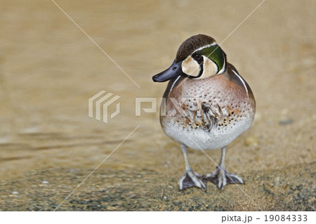 Male Baikal Teal, Anas formosa 19084333