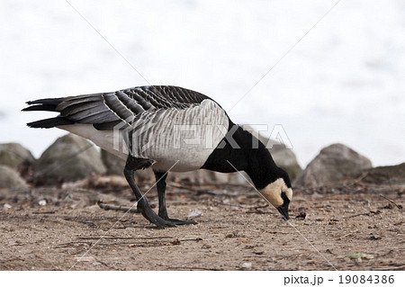 Solitary Barnacle Goose, Branta leucopsis 19084386