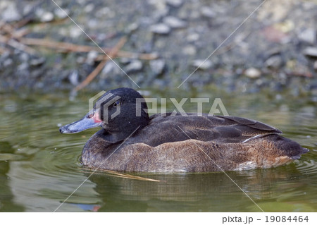 Black-headed Duck on the water 19084464