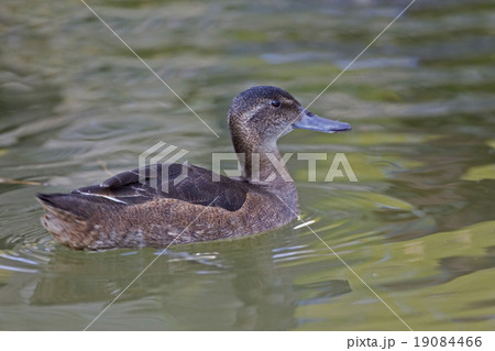 Female Black-headed Duck on the water Female Black-headed Duck on the water 19084466