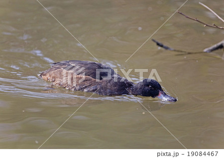 Male Black-headed Duck on the water 19084467