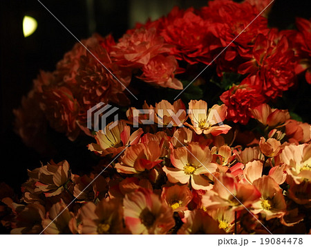 寂しげな花束 19084478