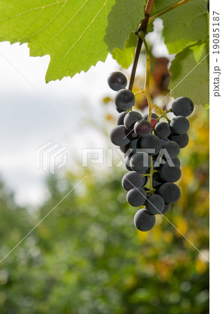 Vineyards at sunset in autumn harvest. Vineyards at sunset in autumn harvest. 19085187