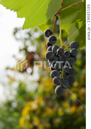 Vineyards at sunset in autumn harvest. Vineyards at sunset in autumn harvest. 19085189