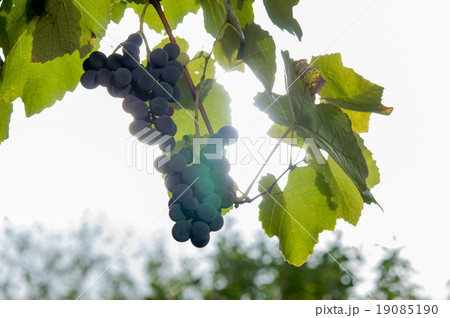 Vineyards at sunset in autumn harvest. Vineyards at sunset in autumn harvest. 19085190