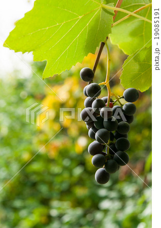 Vineyards at sunset in autumn harvest. 19085191