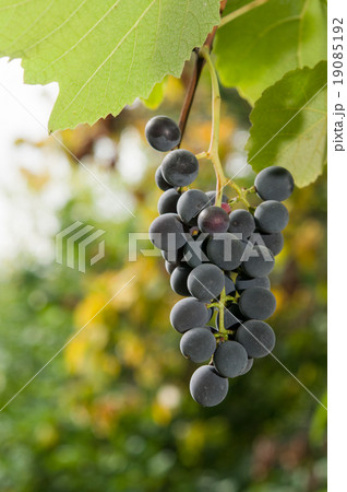 Vineyards at sunset in autumn harvest. 19085192