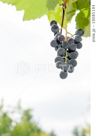Vineyards at sunset in autumn harvest. 19085193