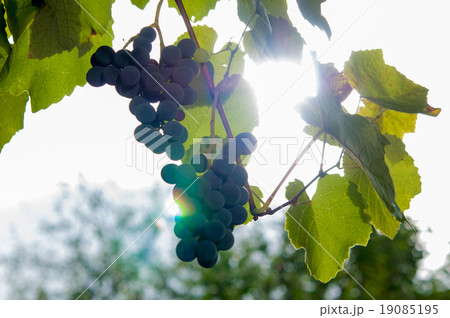 Vineyards at sunset in autumn harvest. Vineyards at sunset in autumn harvest. 19085195