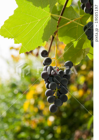 Vineyards at sunset in autumn harvest. 19085197