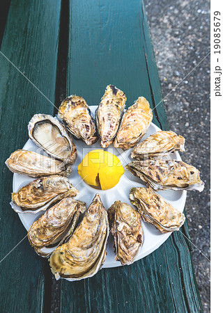 A dozen oysters on a plastic plate 19085679