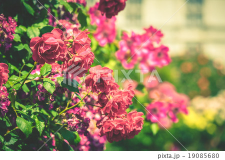 Bush of beautiful roses in a garden 19085680