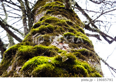 Old tree with moss on the bark Old tree with moss on the bark 19085791