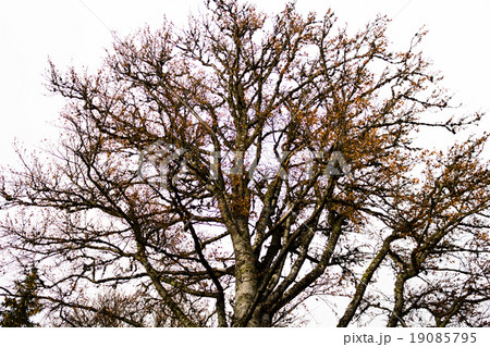 The old big tree on gray sky background The old big tree on gray sky background 19085795