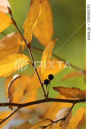自然 植物 ヤマコウバシ 別名 モチギ ヤマコショウ ショウガノキ 等々 良い香りのする木です の写真素材