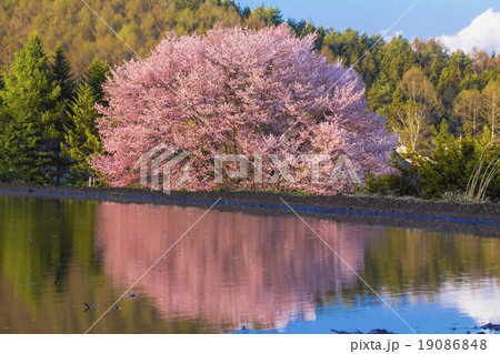 桜を映す 19086848