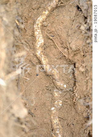 天然のヤマノイモ 19087015