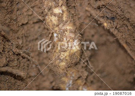 天然のヤマノイモ 19087016