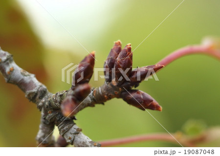 自然 植物 ヤマザクラ、十一月半ば、紅葉の最中ですが来年に備える冬芽が見えます 自然 植物 ヤマザクラ、十一月半ば、紅葉の最中ですが来年に備える冬芽が見えます 19087048