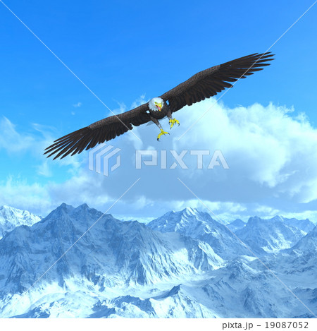 白頭鷲のイラスト素材