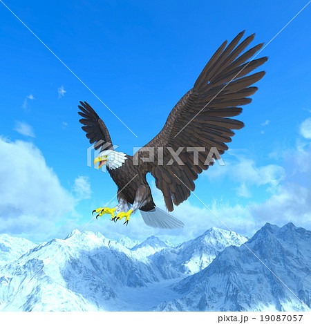 白頭鷲のイラスト素材