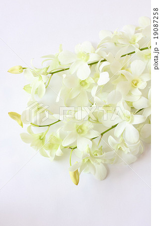 デンファレ（パールホワイト）の花束（縦　部分） 19087258