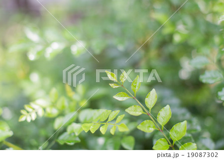 Fraxinus griffithii Fraxinus griffithii 19087302
