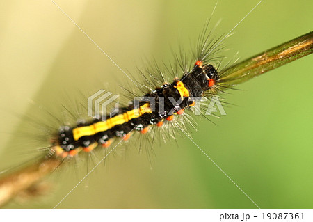 生き物 昆虫 ゴマフリドクガ 幼虫です 名前は成虫の翅が黄色に胡麻を振ったような褐色斑点があるのでの写真素材