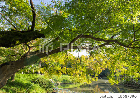 紅葉間近の木々の観光・背景イメージ 19087390