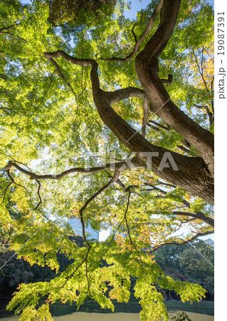 紅葉間近の木々を彩る花・自然景観 19087391