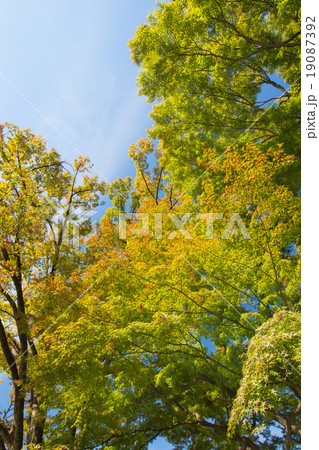 紅葉間近の木々の季節風景 19087392