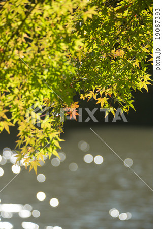 紅葉間近の木々の観光・背景イメージ 19087393