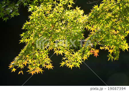 紅葉間近の木々を彩る花・自然景観 紅葉間近の木々を彩る花・自然景観 19087394