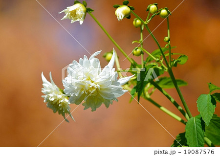 皇帝ダリア 19087576