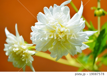 皇帝ダリア 19087578