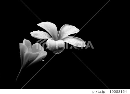 plumeria flowers with black background plumeria flowers with black background 19088164