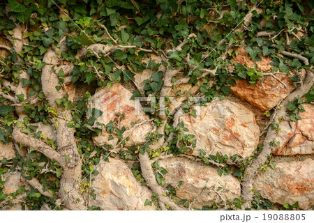 Green moss on tree trunk 19088805