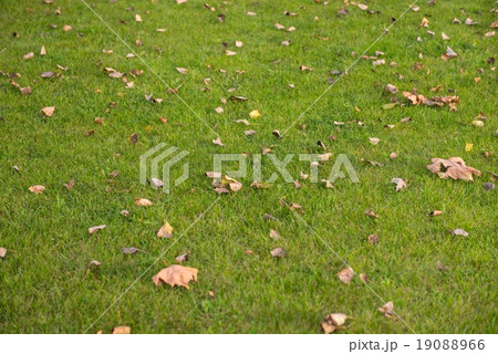 Green lawn at the park 19088966