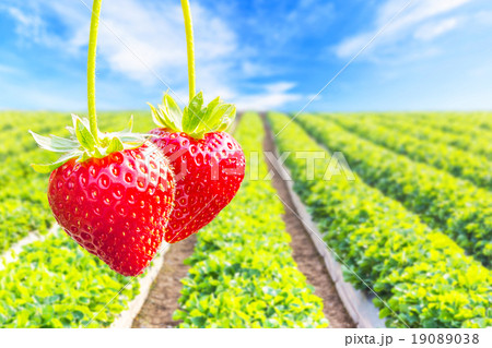 Strawberry with planting strawberry background 19089038